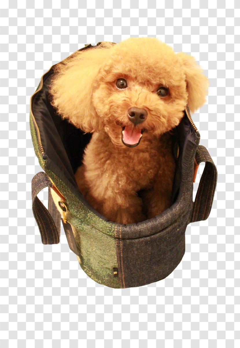 Miniature Poodle Puppy Dog Breed Companion Transparent PNG