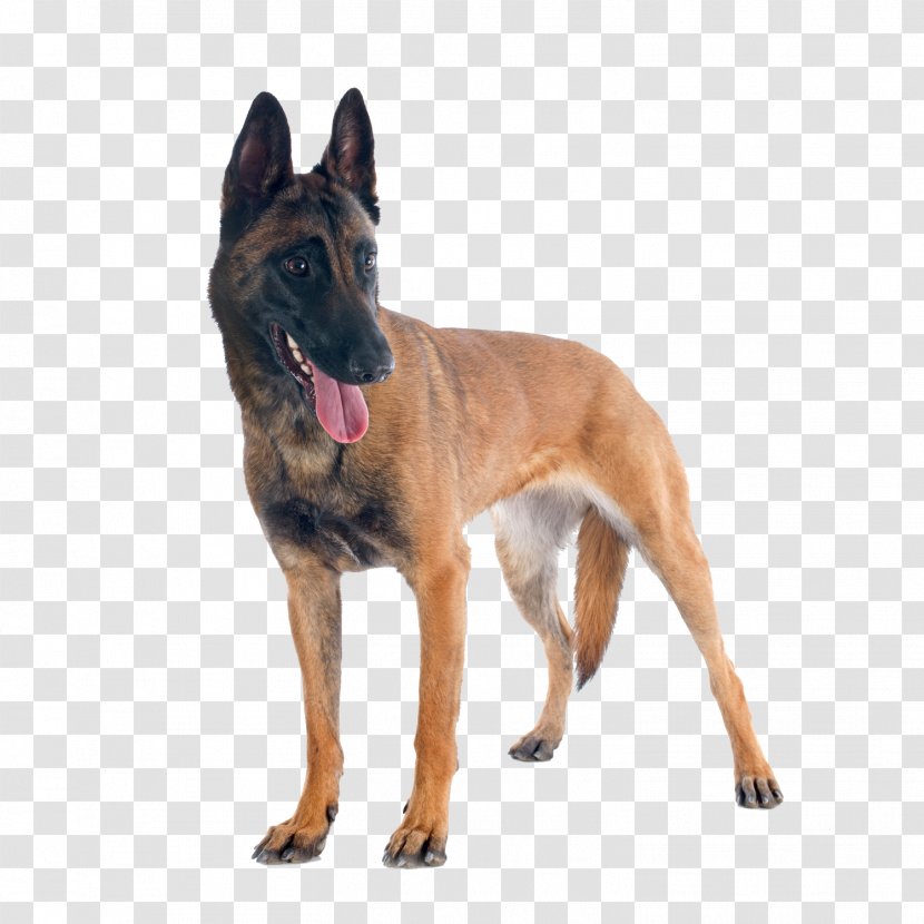 Malinois Dog German Shepherd Belgian Police Canine Good Citizen - Breed Group Transparent PNG