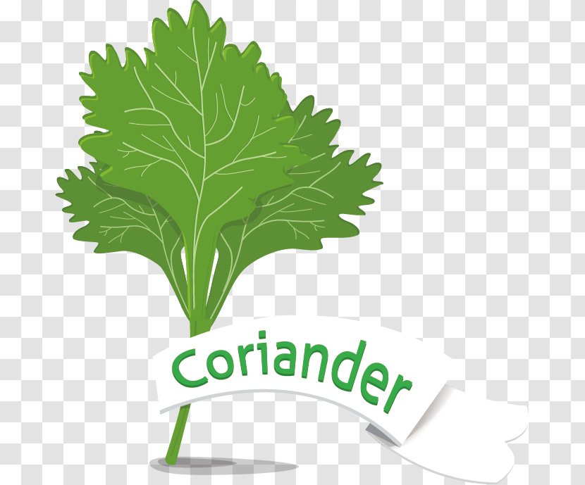 Leaf Vegetable Coriander - Green Parsley Vegetables Vector Material Transparent PNG
