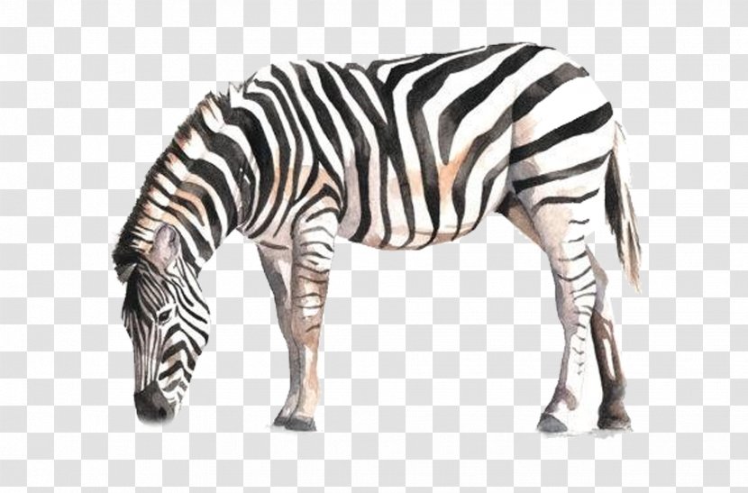 Horse Zebra Watercolor Painting Drawing - Northern Giraffe - Always Transparent PNG