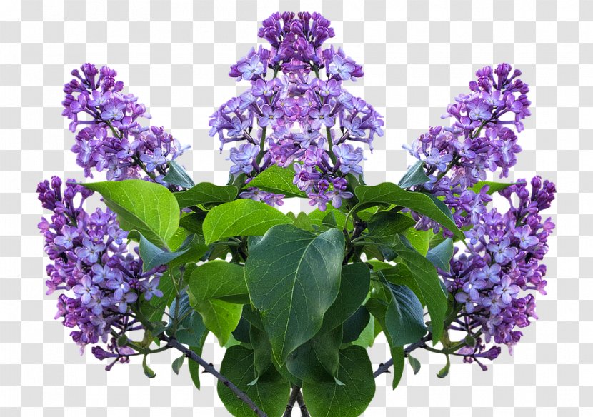 Common Lilac Flower Shrub Garden Transparent PNG