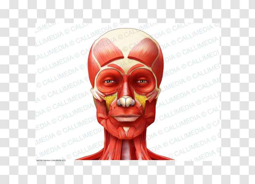 Muscle Anatomy Neck Muscular System Head - Frame - Nose Transparent PNG