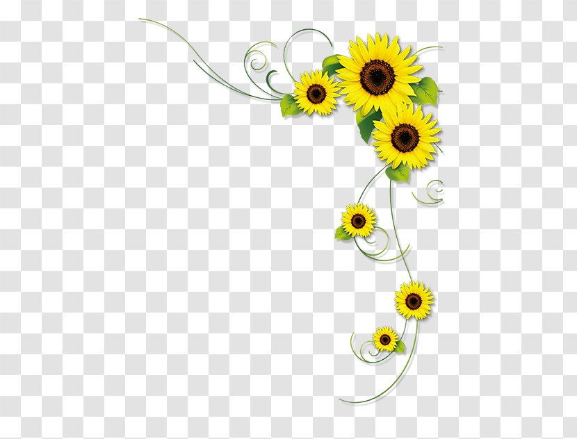 Common Sunflower - Daisy Transparent PNG