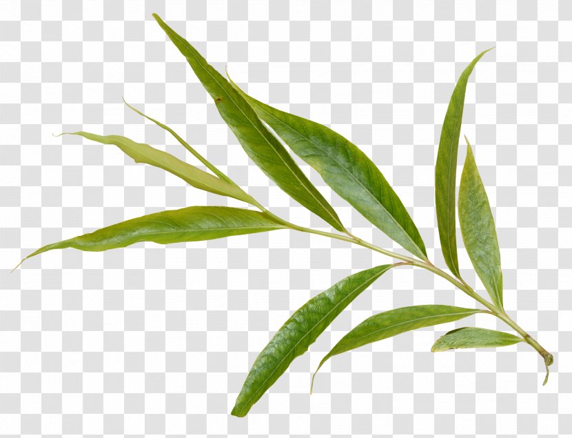Salix Alba European Aspen Arctica Leaf Tree - Grass Family - Eucalyptus Transparent PNG