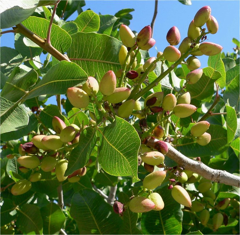 Pistachio Pistacia Chinensis Tree Seed Plant - Deciduous - Pistachios Transparent PNG