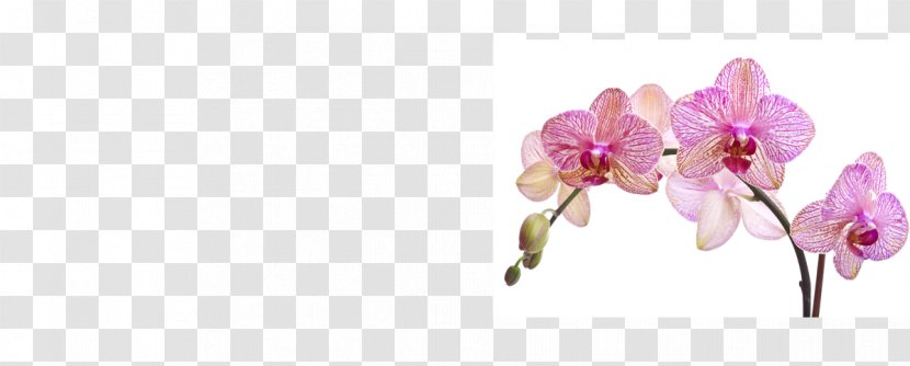 Moth Orchids Photography Cut Flowers - Flower Transparent PNG