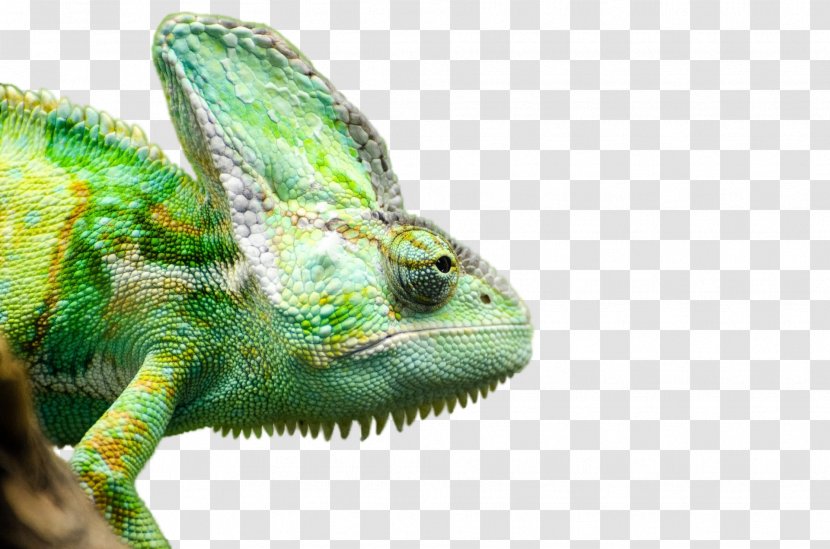 Chameleons Lizard High-definition Television Desktop Wallpaper Video - Hvga - Iguana Transparent PNG