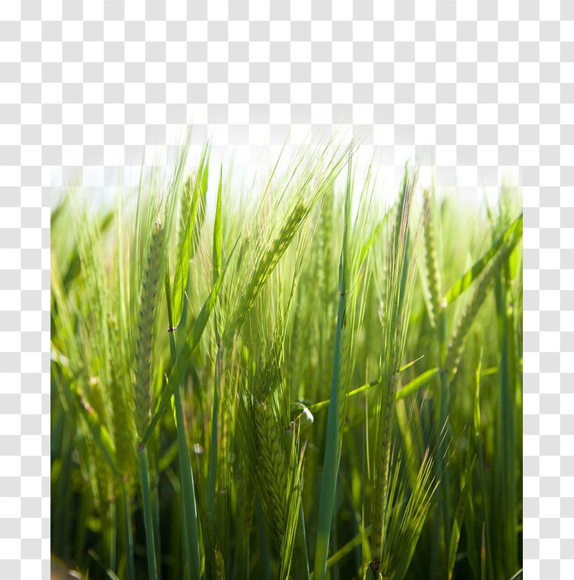 Paddy Field Rice Icon - Cereal - Picture Transparent PNG