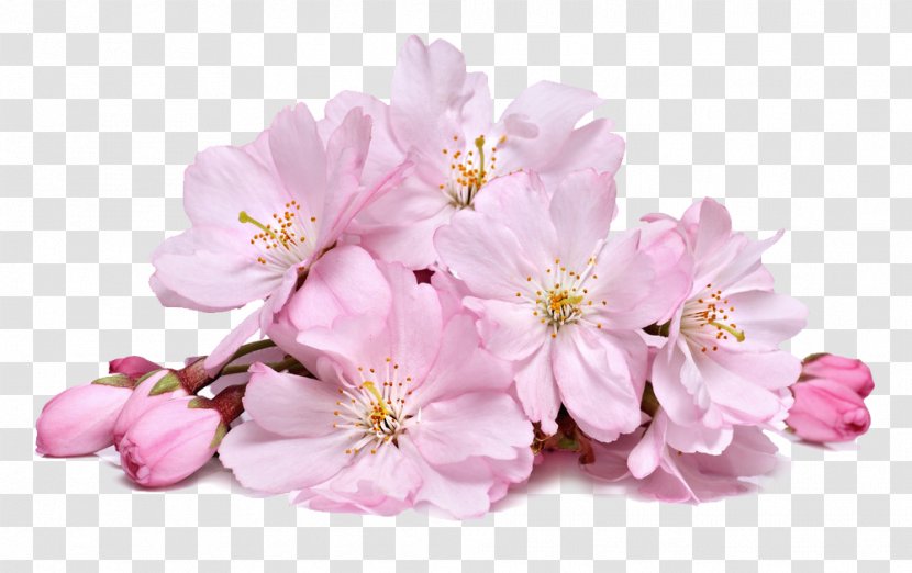 Cherry Blossom Flower - Branch Transparent PNG
