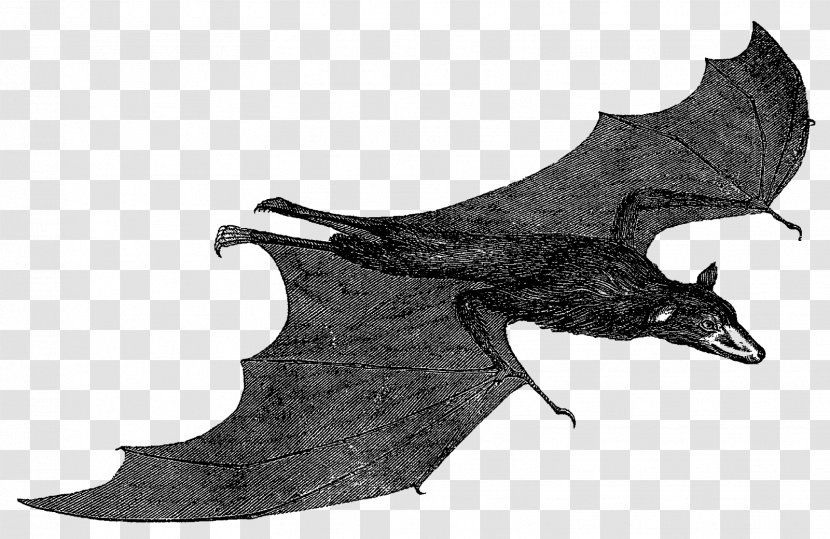 Marine Mammal White BAT-M - Bat Transparent PNG