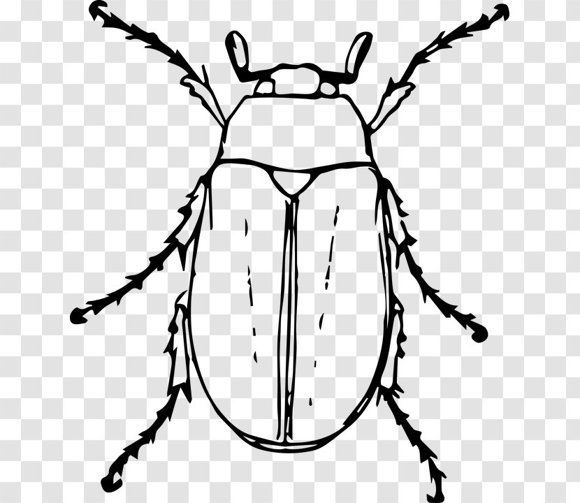 Beetle Drawing Cockchafer Clip Art - Black And White Transparent PNG