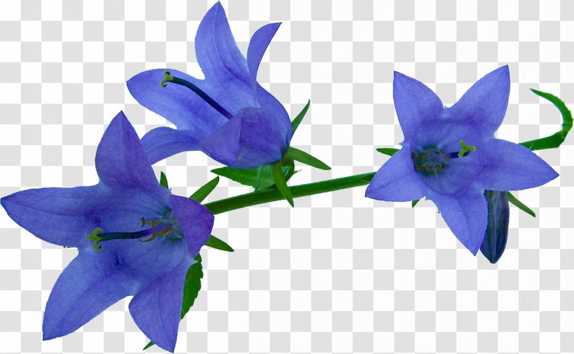 Bellflowers Clip Art - Plant - Flower Transparent PNG