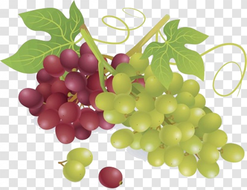 Wine Common Grape Vine Fruit - Schisandra Transparent PNG
