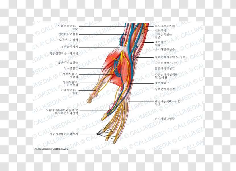 Nerve Hand Nervous System Human Anatomy Blood Vessel - Heart Transparent PNG