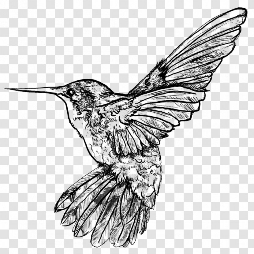 Hummingbird DeviantArt Work Of Art Sketch - Humming Birds Transparent PNG