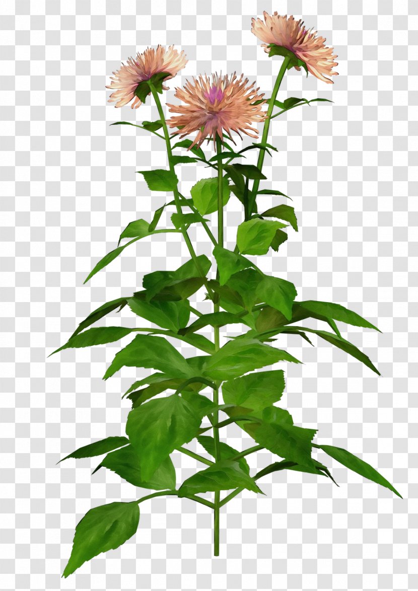 Flower Plant Distaff Thistles Stem China Aster - Paint - Perennial Transparent PNG