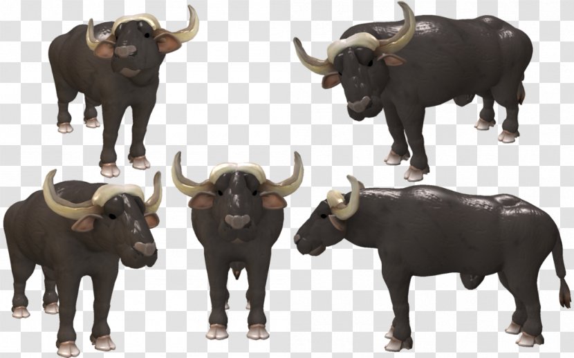 Water Buffalo Bison African Cattle Spore - Cape Transparent PNG