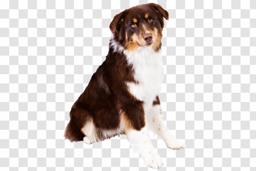 Dog Breed Australian Shepherd Miniature American German Puppy - Carnivoran Transparent PNG