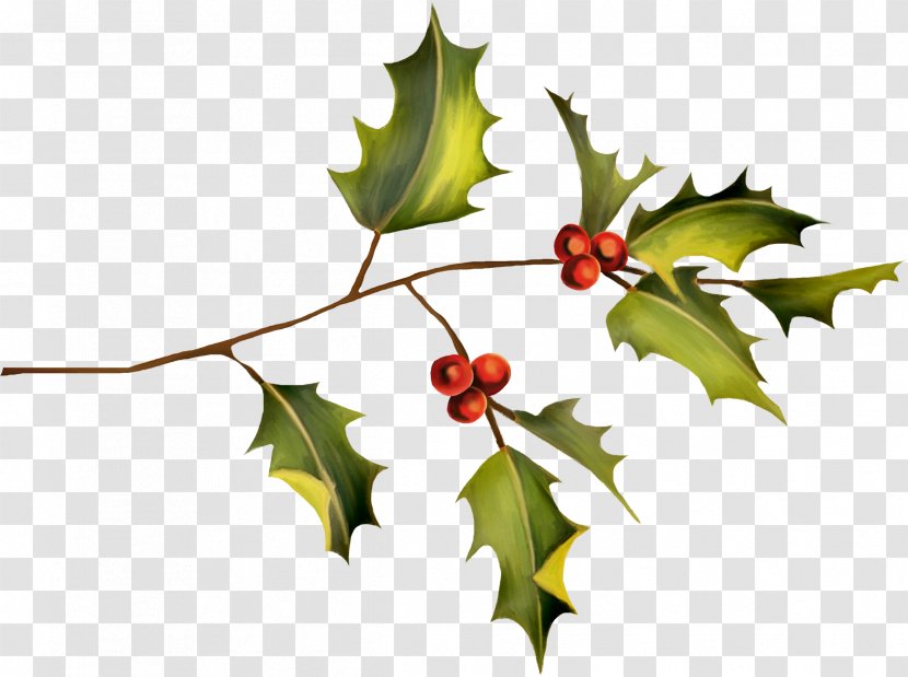 Holly Plant Leaf Clip Art - Branch - HOLLY Transparent PNG