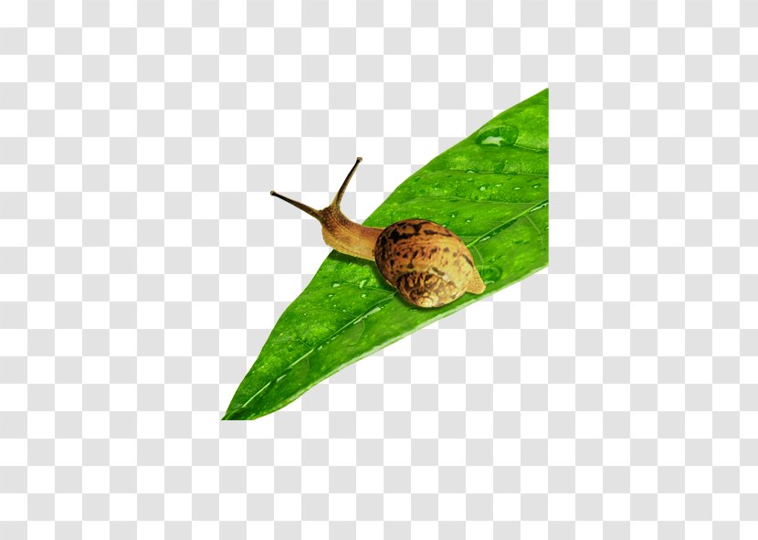 snail escargot download snails transparent png pnghut