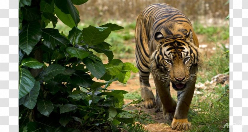 Indonesia Sumatran Tiger Bengal Endangered Species Lion - Extinction Transparent PNG
