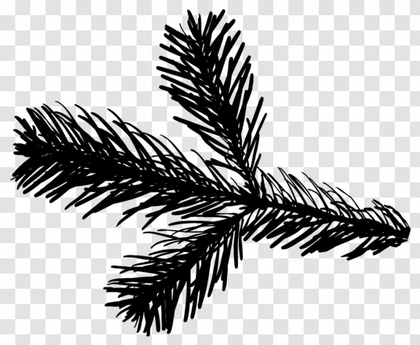 Line Pine Family - Fir - Blackandwhite Transparent PNG