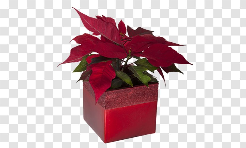 Red Leaf Flower Flowerpot Plant - Tree Anthurium Transparent PNG