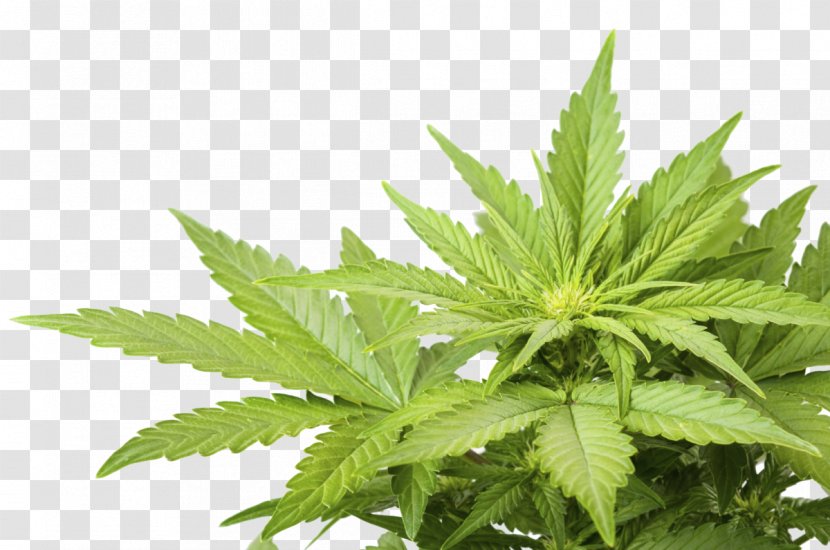 Medical Cannabis Smoking Marijuana Sativa - Leaf Transparent PNG