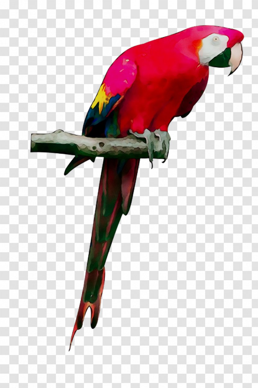 Budgerigar Bird Macaw Grey Parrot Loriini - Cockatoo - Parakeet Transparent PNG