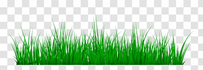 Meadow Vetiver Green - Spring - Grass Transparent PNG