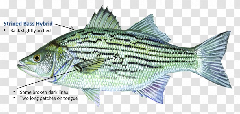 Tilapia Fish Products Barramundi Oily - Bass Guitar Transparent PNG