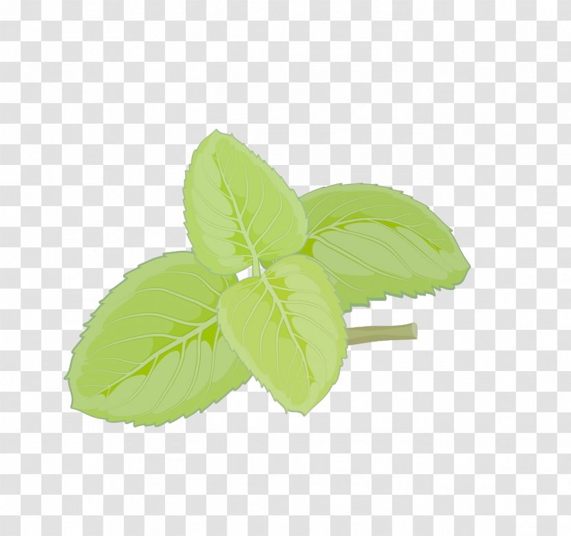 Mint Euclidean Vector - Leaf Transparent PNG