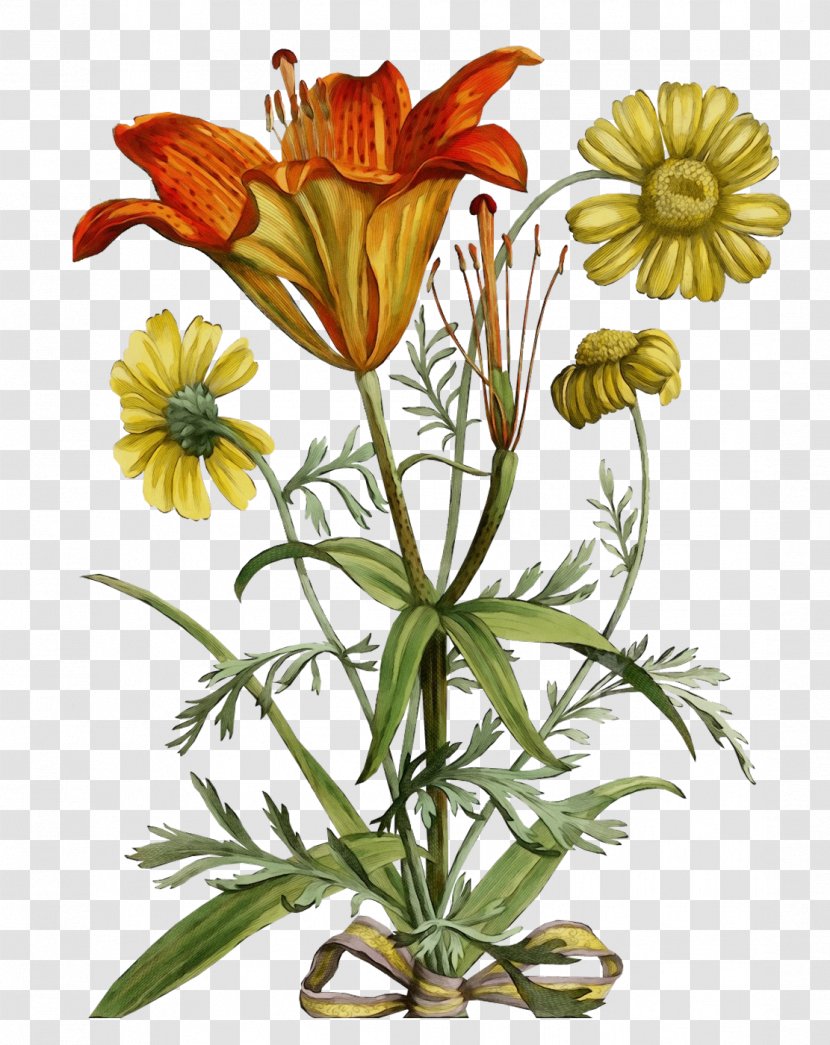 Flower Plant Wildflower Petal Fritillaria - Gazania Herbaceous Transparent PNG
