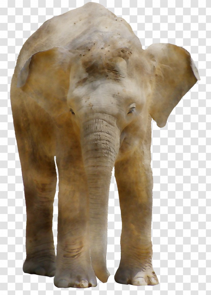 Indian Elephant African Terrestrial Animal Snout - Art - Sculpture Transparent PNG