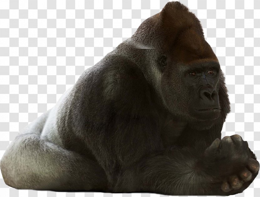 Western Gorilla Chimpanzee Primate Orangutan Monkey - Fond Blanc Transparent PNG