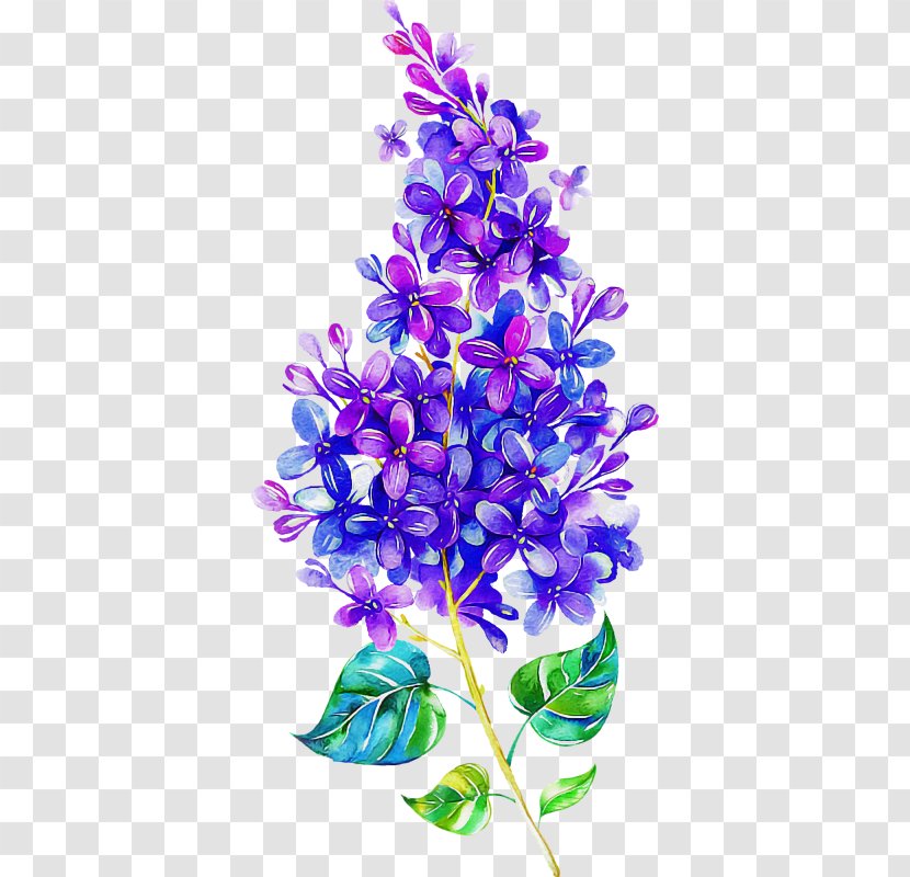 Lavender - Blue - Flowering Plant Transparent PNG
