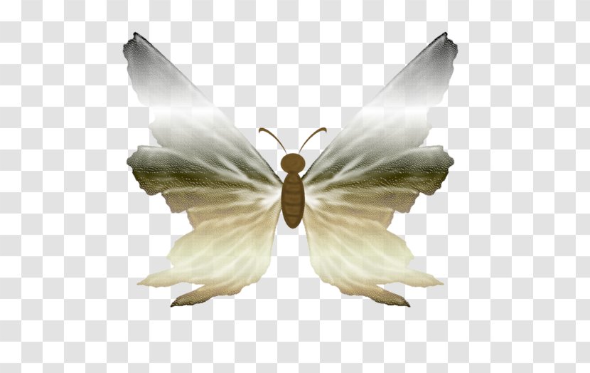 Silkworm Bombyx - Mori - Shine Transparent PNG