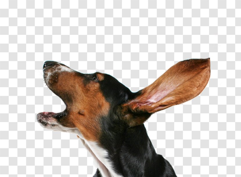Dog Collar Puppy Bark Transparent PNG