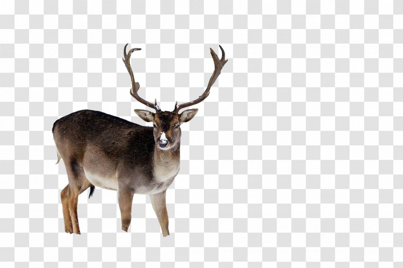 Reindeer Red Deer White-tailed Elk - Zoo Transparent PNG