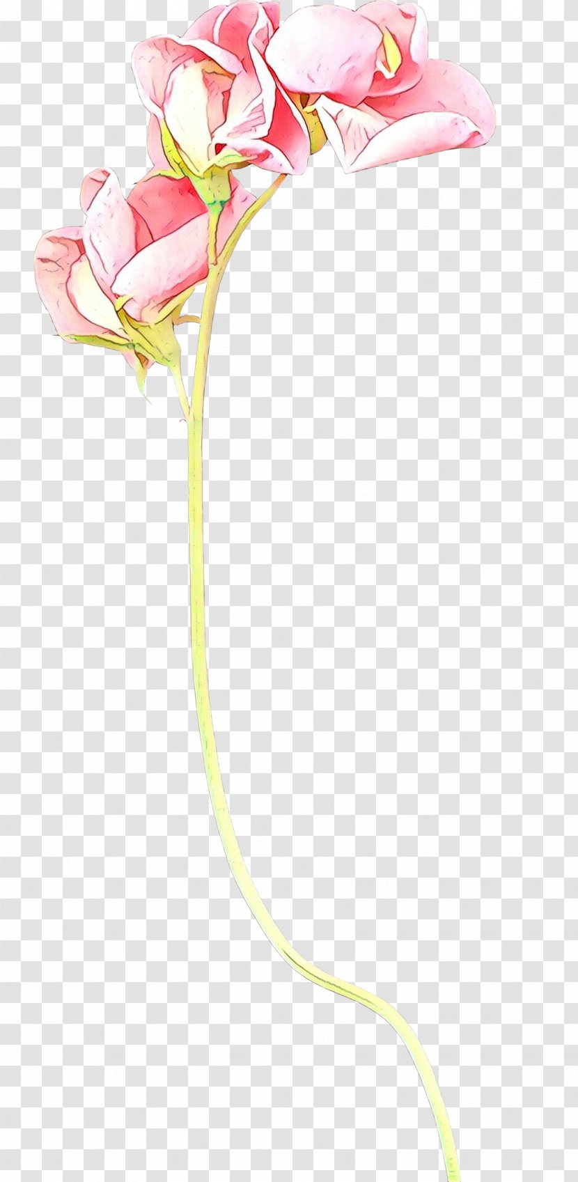 Moth Orchids Cut Flowers Rose Family Plant Stem - Plants - Tulip Transparent PNG