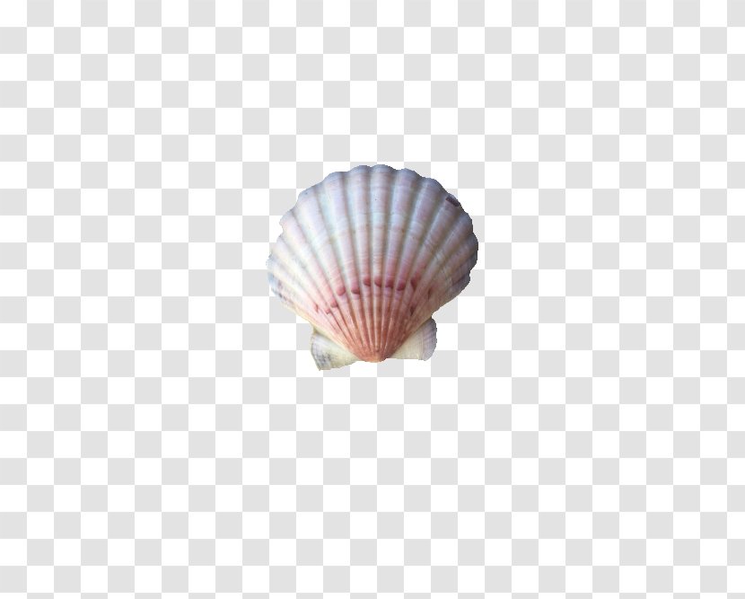 Seashell Conchology Shell Beach Clam - Jewellery Transparent PNG