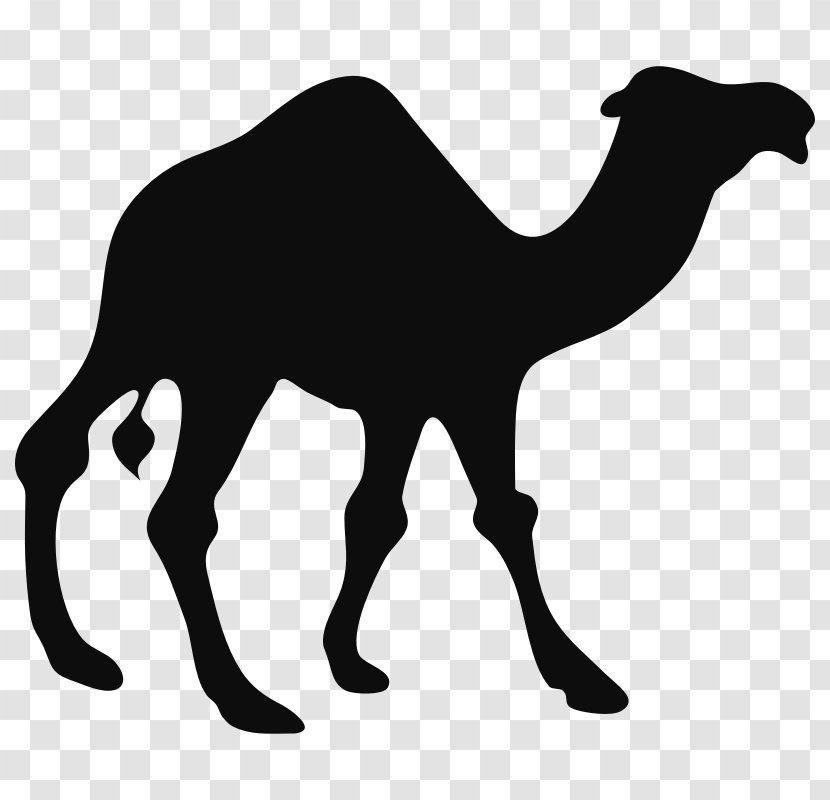 T-shirt Dromedary Clip Art - Sticker Transparent PNG