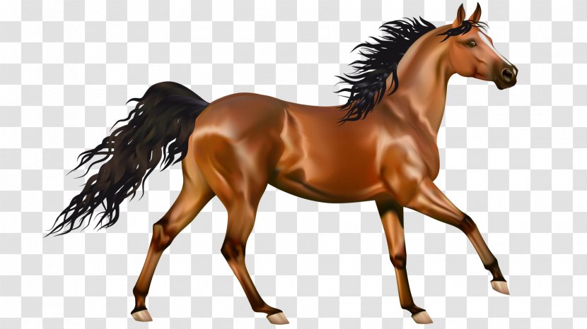 Arabian Horse Mustang Pony Clip Art - Bit - Dry Land Transparent PNG