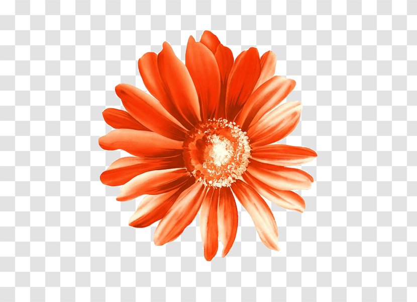 Flower Drawing - Orange - Red Sunflower Material Transparent PNG