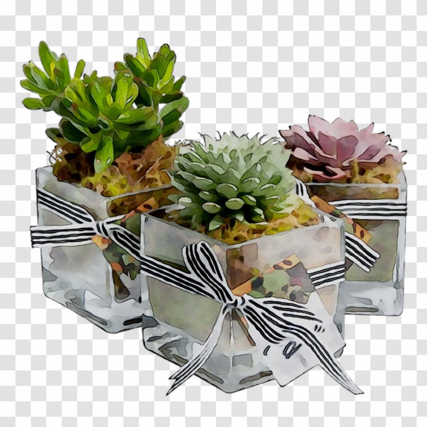 Flower Product - Echeveria Transparent PNG