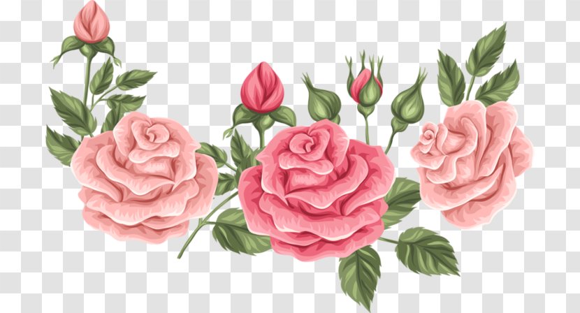 Garden Roses Cabbage Rose Floribunda Flower Floral Design - Arranging Transparent PNG