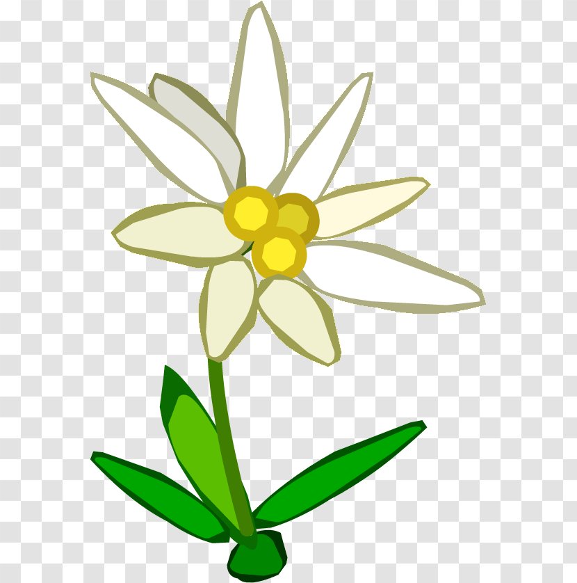 Clip Art Openclipart Image Free Content - Petal - Edelweiss Transparent PNG