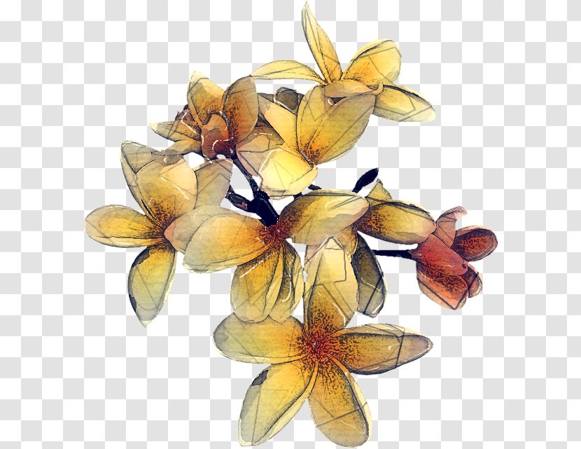 Flower Plant Flowering Yellow Petal - Cut Flowers - Lily Hypericum Transparent PNG