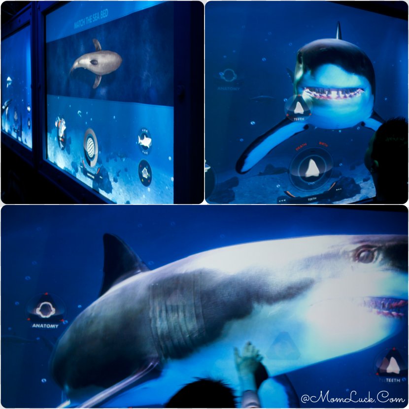 Sea Life Grapevine Dallas Centres Michigan Aquarium - Shark Transparent PNG