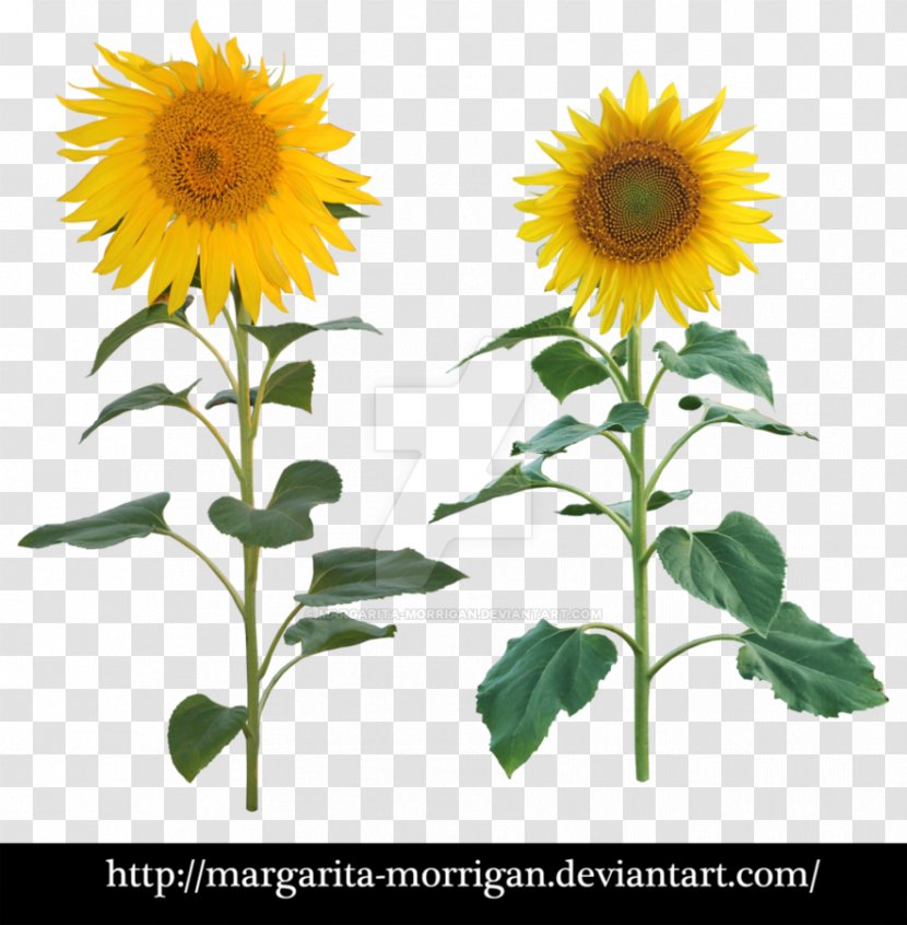 Common Sunflower Plant Seed - Stem Transparent PNG
